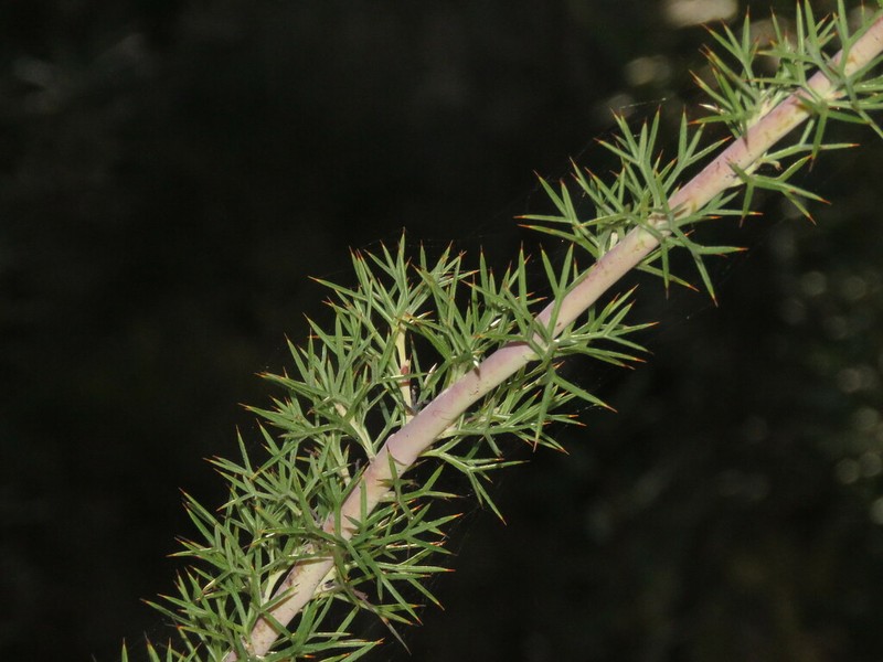 Grevillea hortiorum photo 7