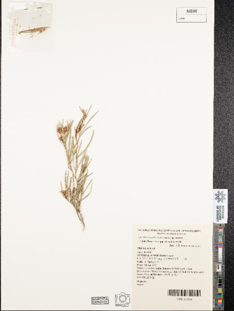Grevillea humilis subsp. humilis