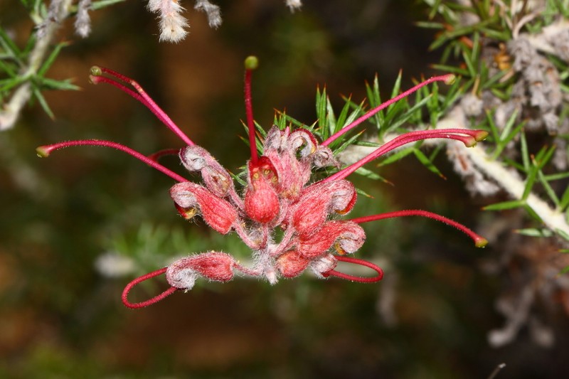 Grevillea hystrix