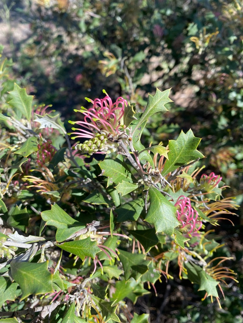 Grevillea ilicifolia subsp. ilicifolia