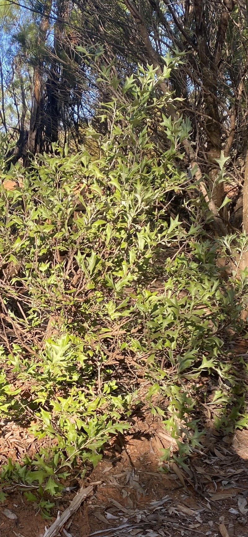 Grevillea ilicifolia subsp. ilicifolia photo 3