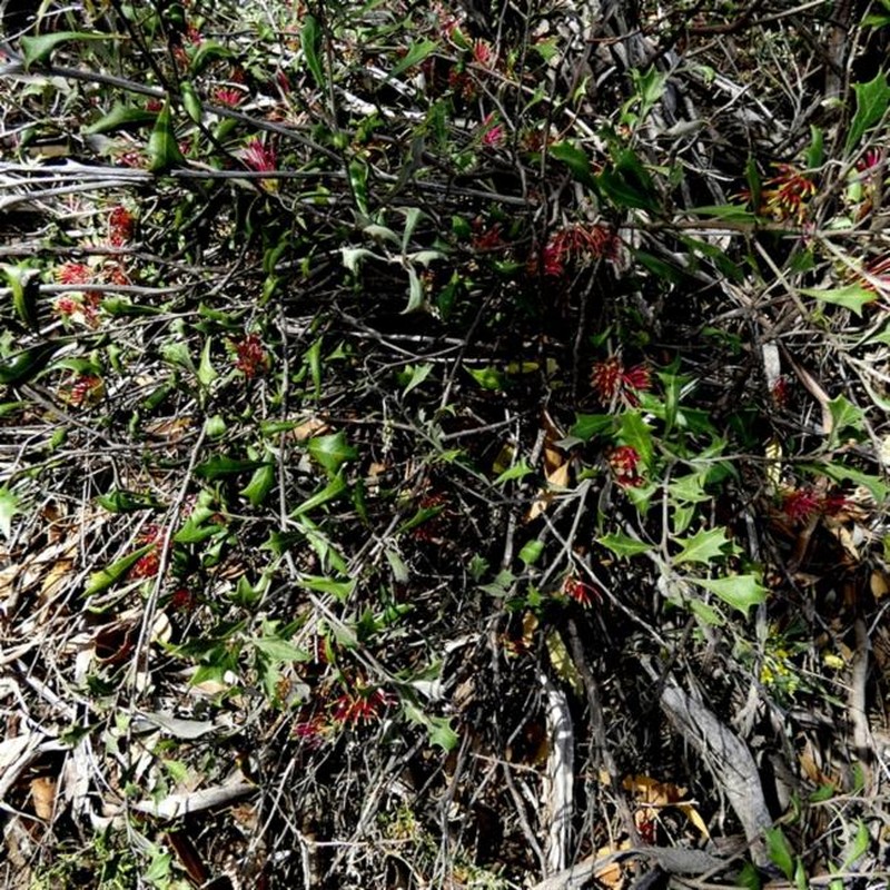 Grevillea ilicifolia subsp. ilicifolia photo 4