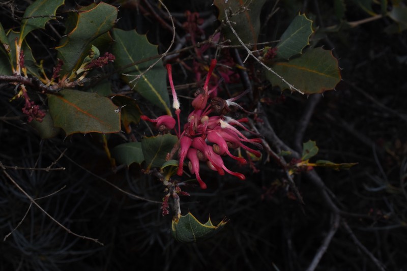 Grevillea insignis subsp. insignis