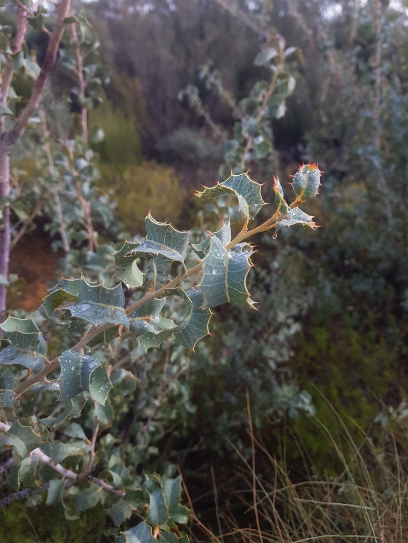 Grevillea insignis subsp. insignis photo 2