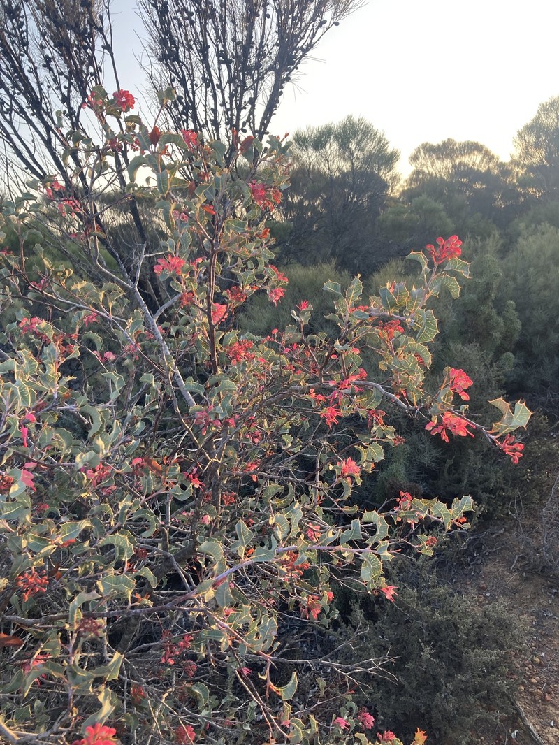 Grevillea insignis subsp. insignis photo 3