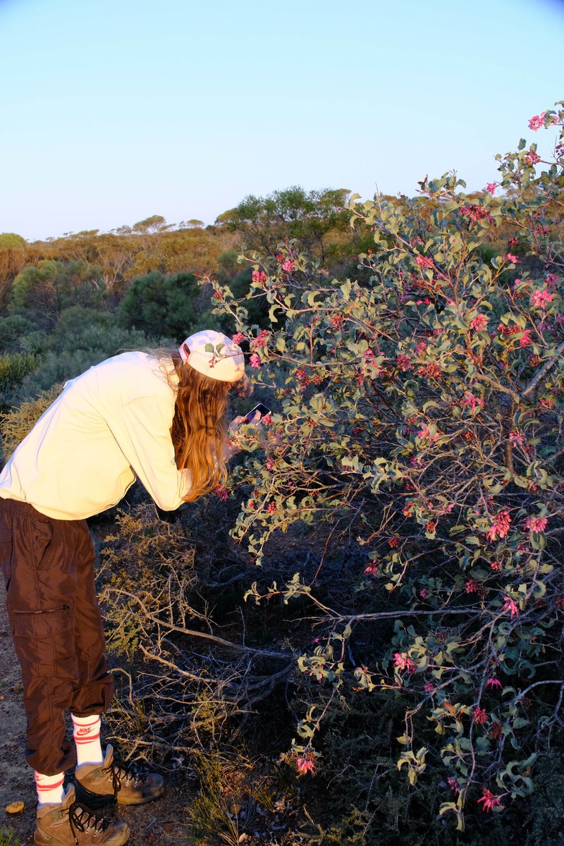 Grevillea insignis subsp. insignis photo 4