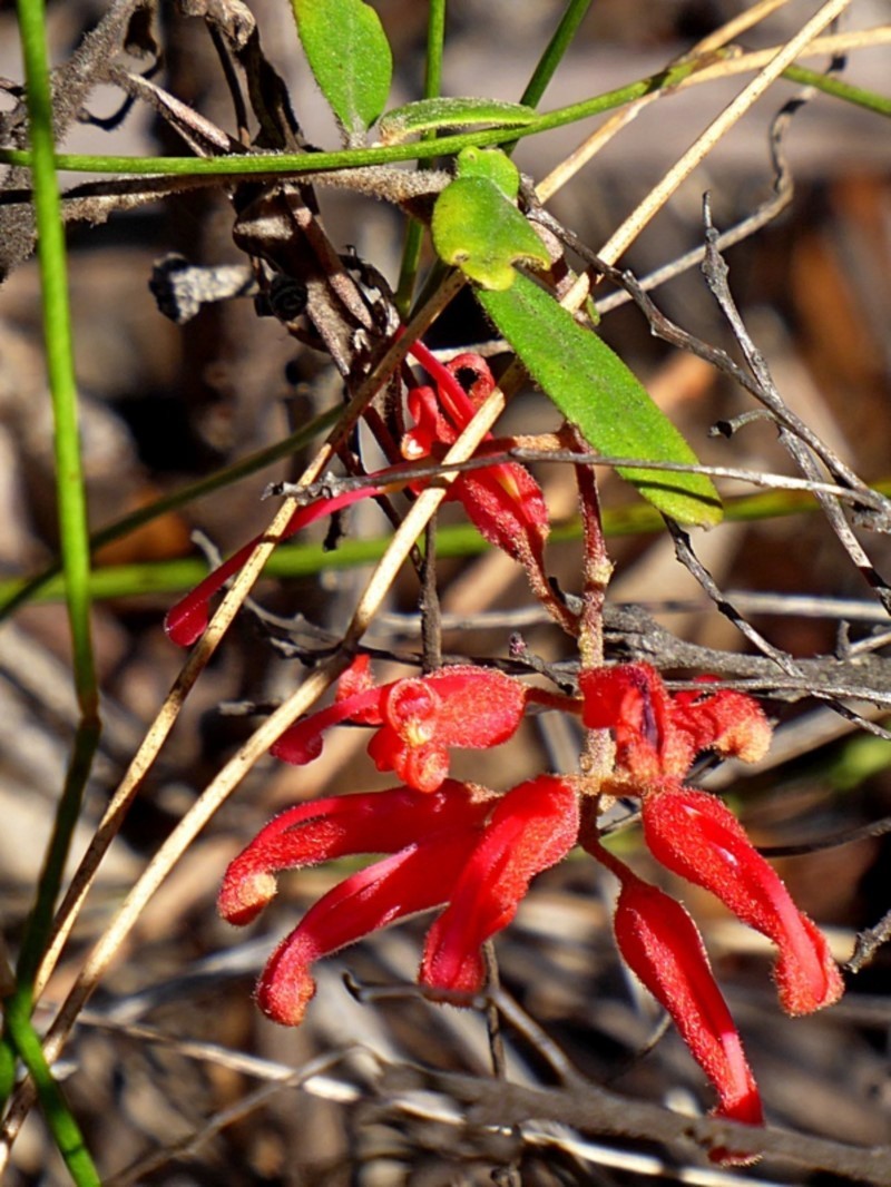 Grevillea irrasa subsp. irrasa
