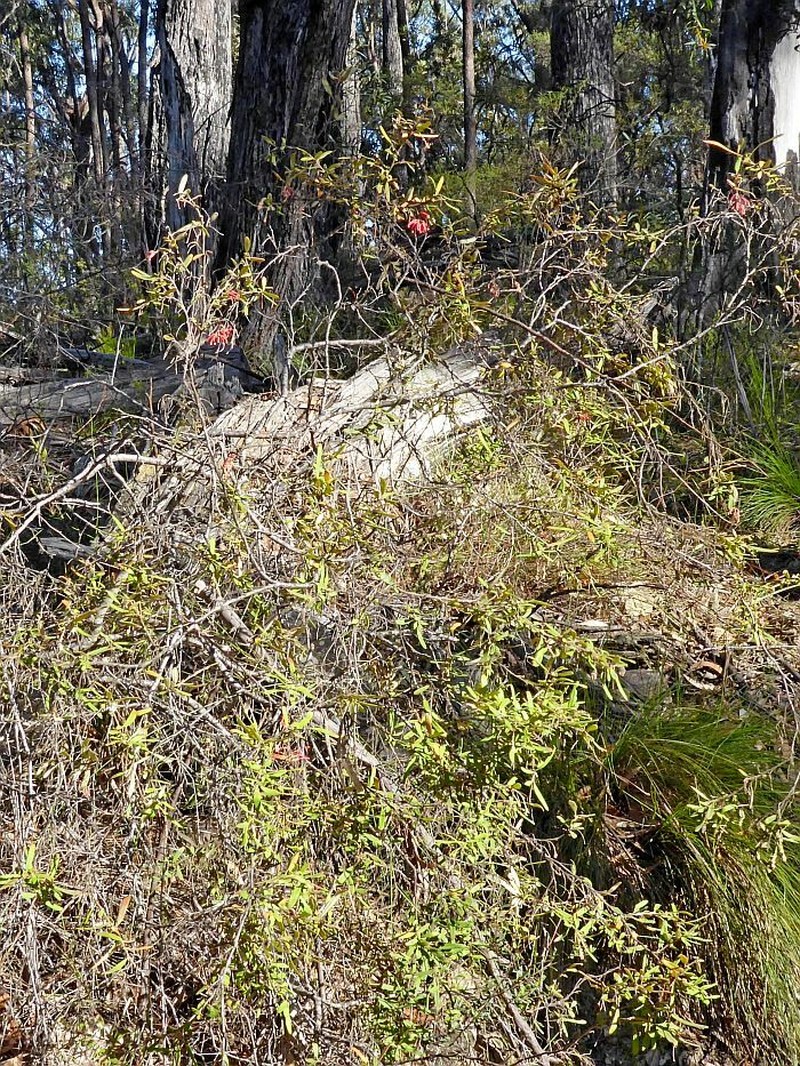 Grevillea irrasa subsp. irrasa photo 2