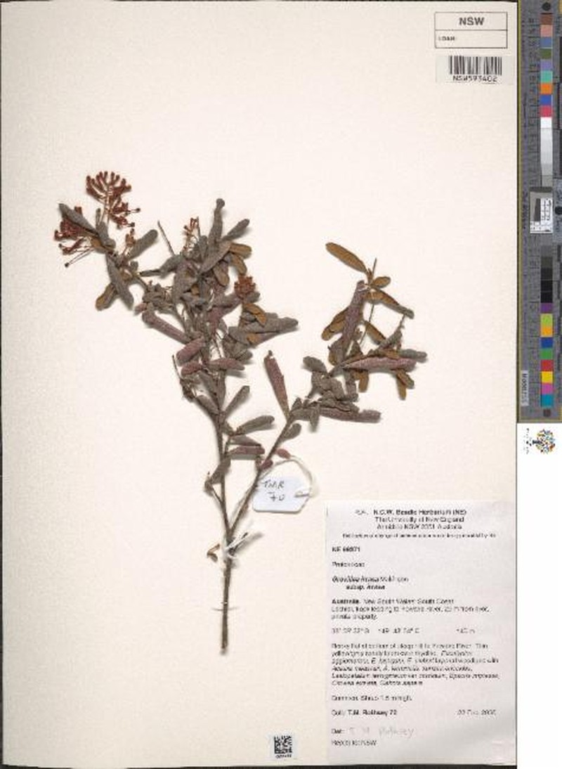 Grevillea irrasa subsp. irrasa photo 3