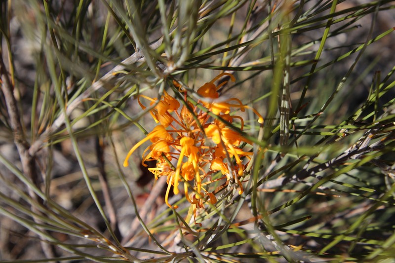 Grevillea juncifolia subsp. juncifolia photo 2