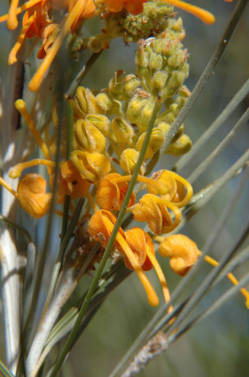 Grevillea juncifolia subsp. juncifolia photo 3