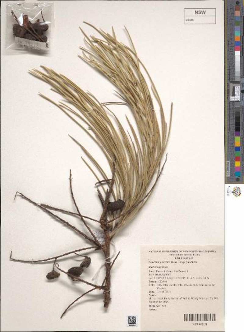 Grevillea juncifolia subsp. juncifolia photo 4