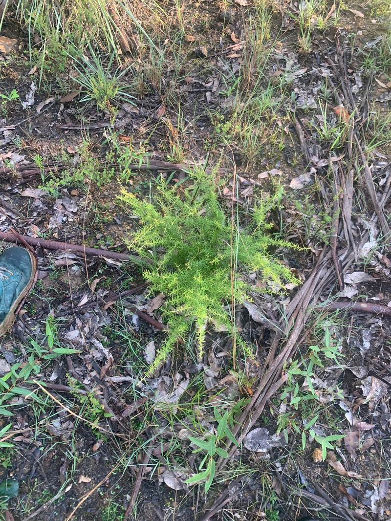 Grevillea juniperina subsp. juniperina