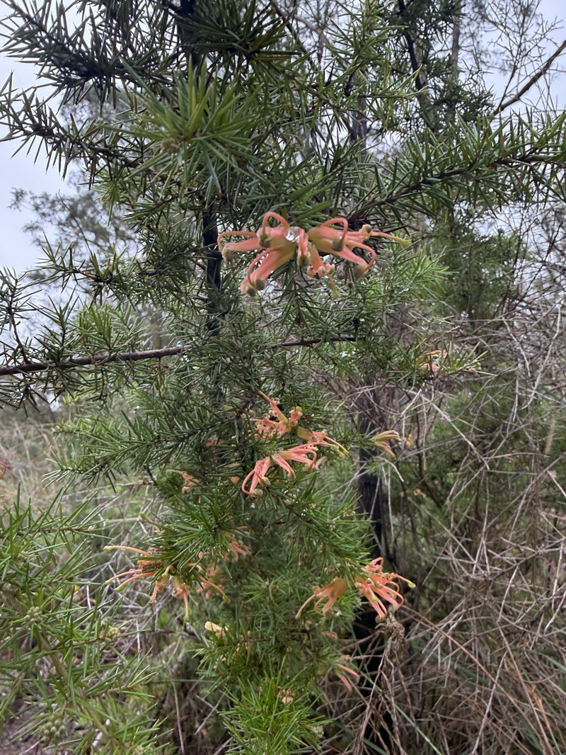Grevillea juniperina subsp. juniperina photo 2
