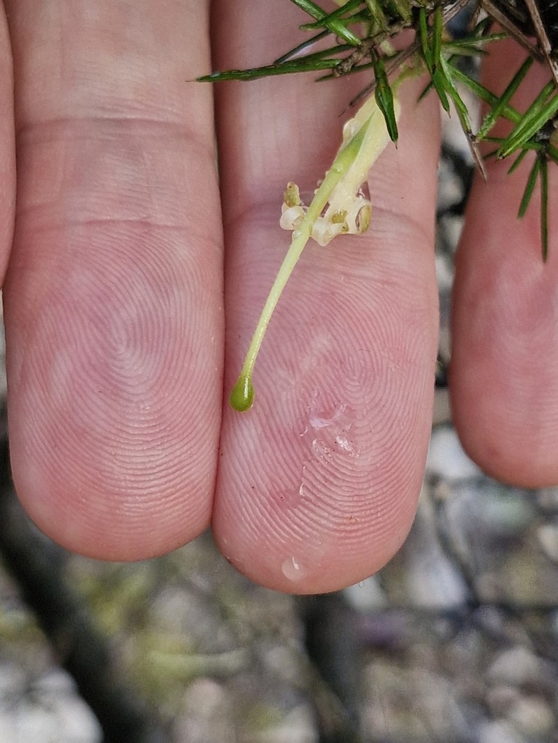 Grevillea juniperina subsp. juniperina photo 3