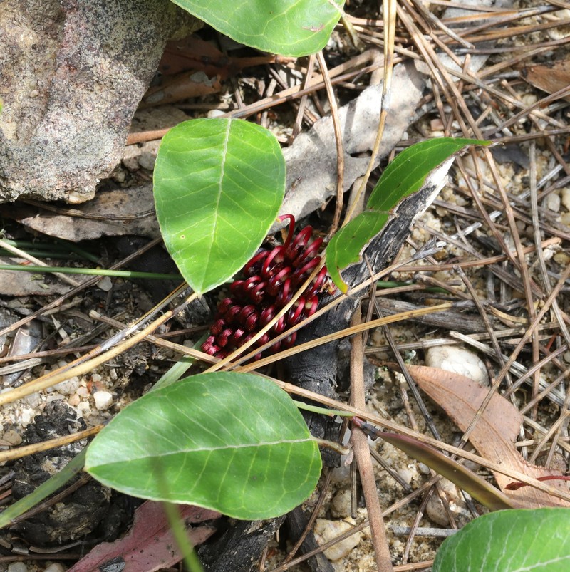 Grevillea laurifolia subsp. caleyana photo 2