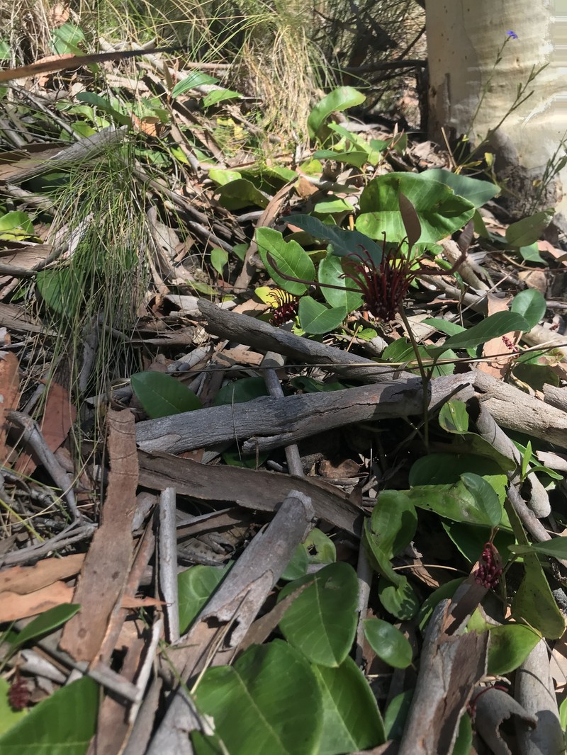Grevillea laurifolia subsp. caleyana photo 3