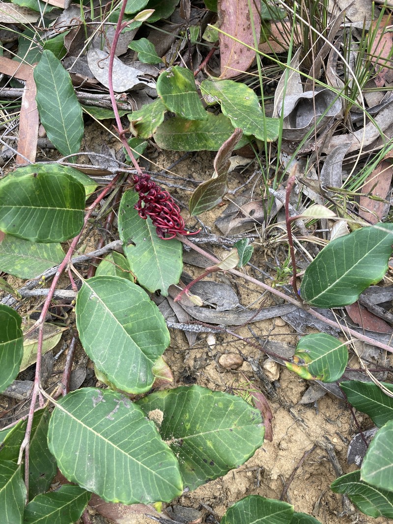 Grevillea laurifolia subsp. caleyana photo 4
