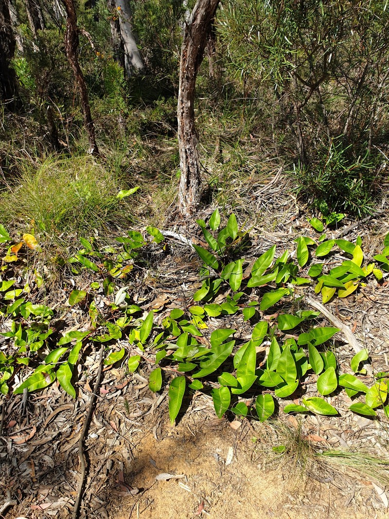 Grevillea laurifolia subsp. laurifolia