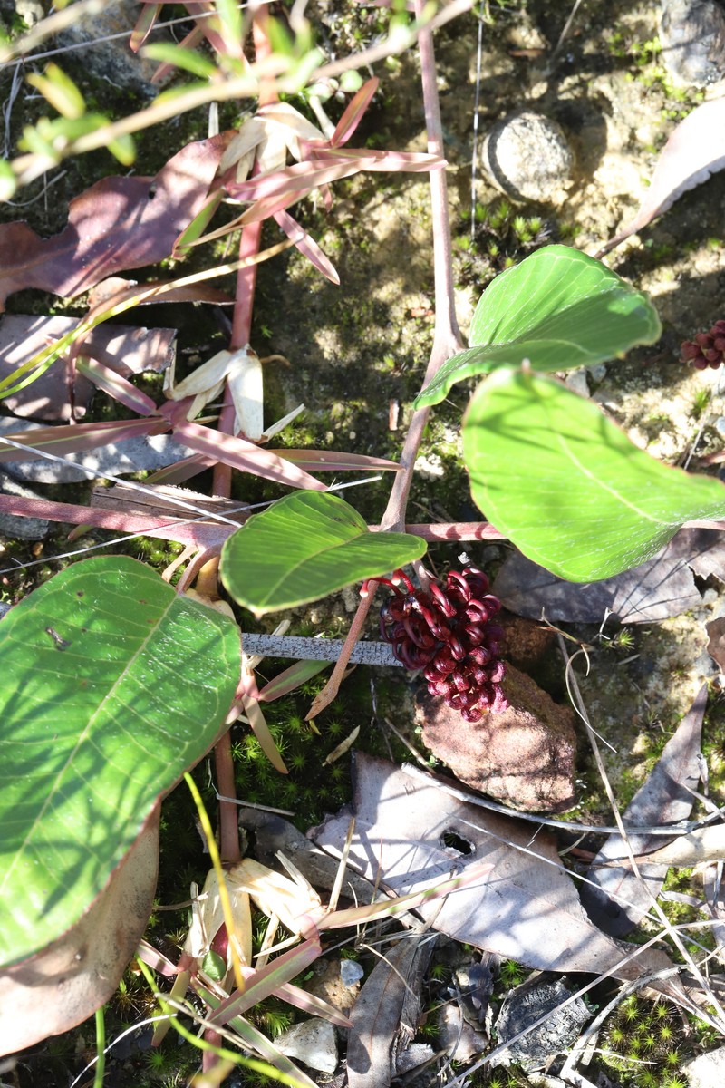 Grevillea laurifolia subsp. laurifolia photo 2