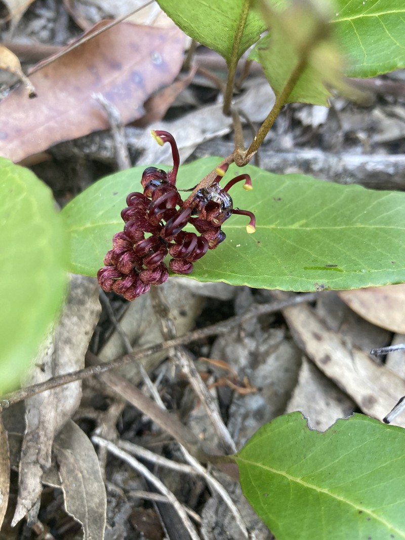 Grevillea laurifolia subsp. laurifolia photo 3