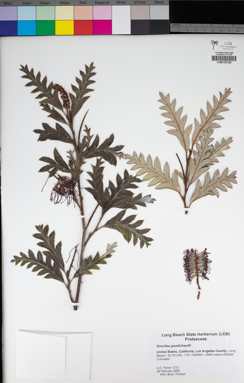 Grevillea laurifolia subsp. laurifolia photo 4
