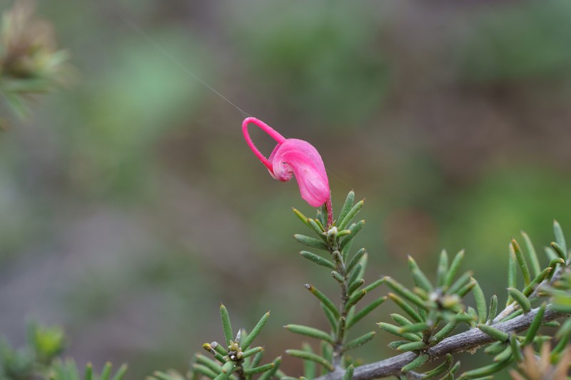 Grevillea lavandulacea subsp. lavandulacea