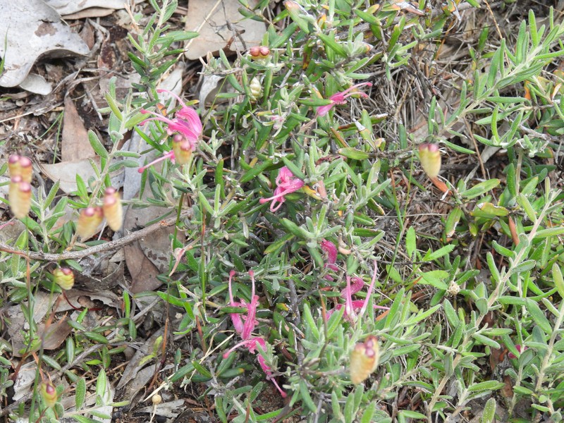 Grevillea lavandulacea subsp. lavandulacea photo 2