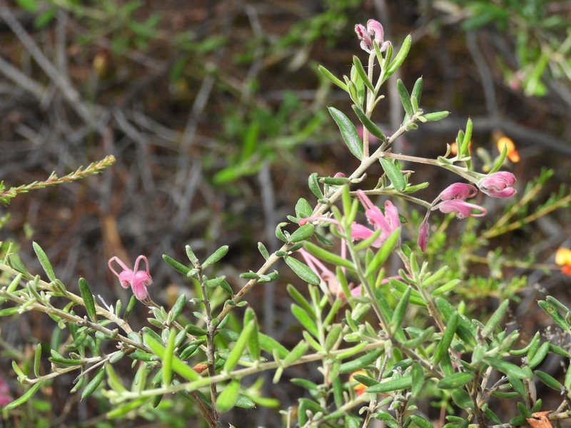 Grevillea lavandulacea subsp. lavandulacea photo 3