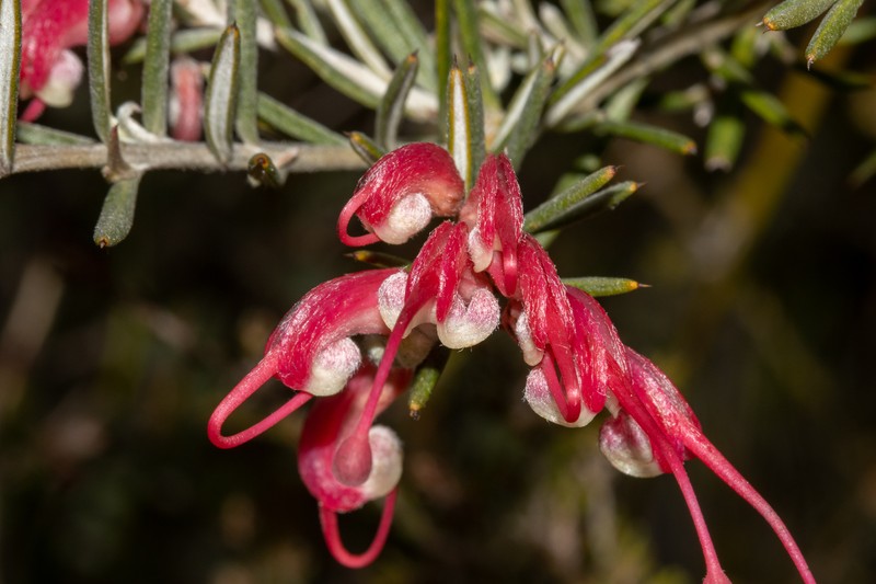 Grevillea lavandulacea subsp. lavandulacea photo 4