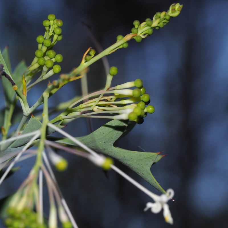 Grevillea manglesii subsp. manglesii