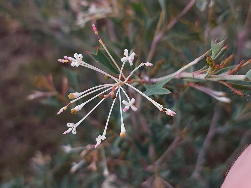Grevillea manglesii subsp. manglesii photo 2