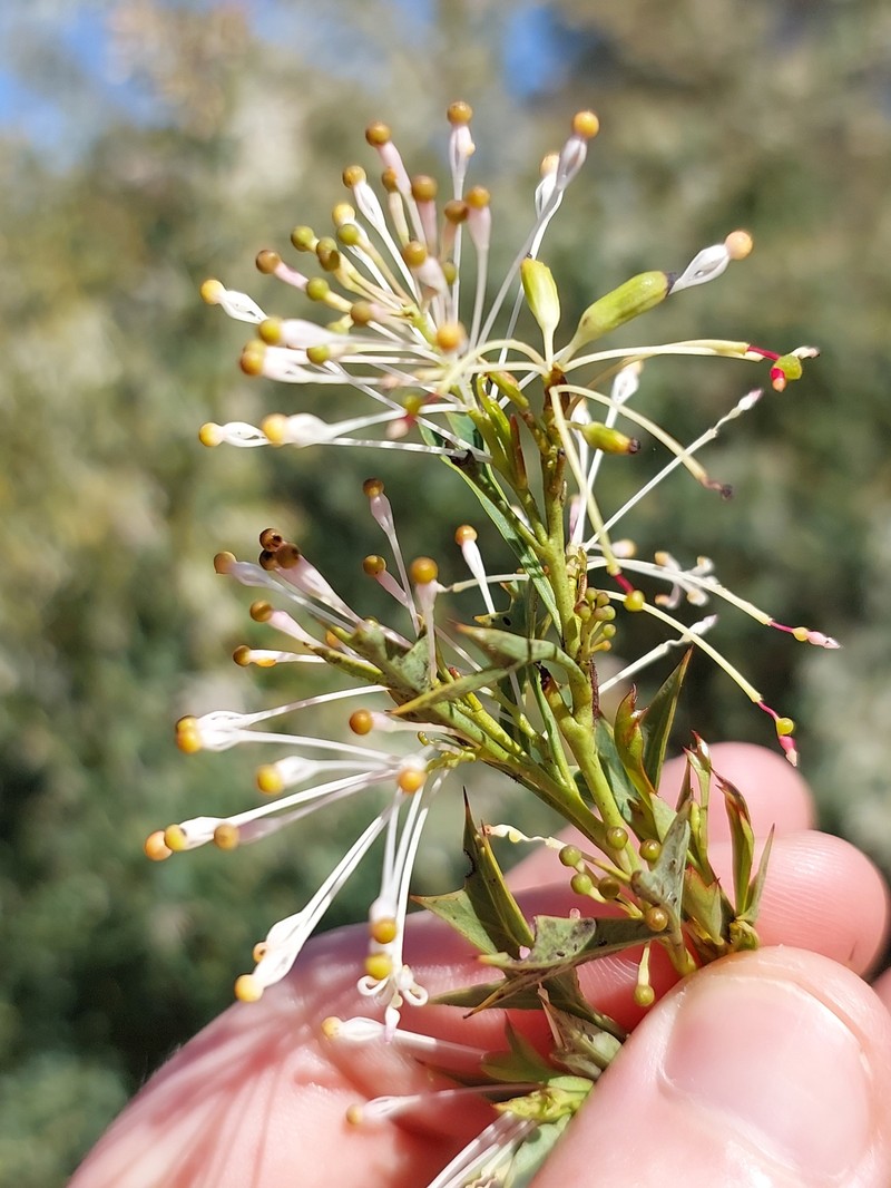 Grevillea manglesii subsp. manglesii photo 3
