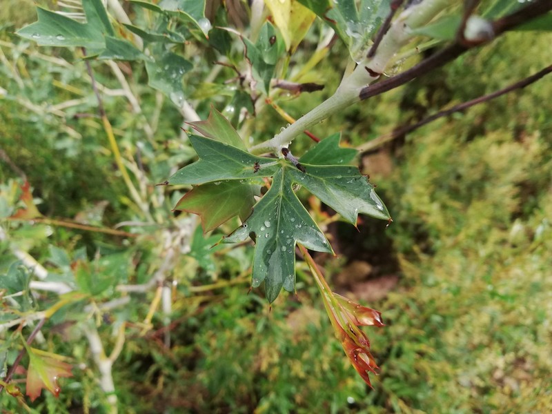 Grevillea manglesii subsp. manglesii photo 4