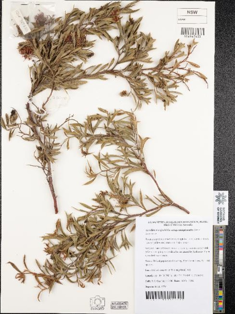 Grevillea manglesioides subsp. manglesioides