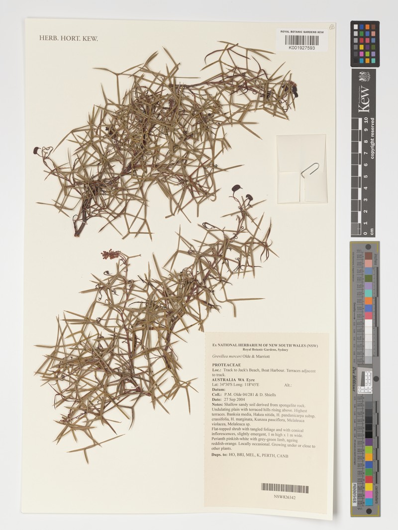 Grevillea merceri