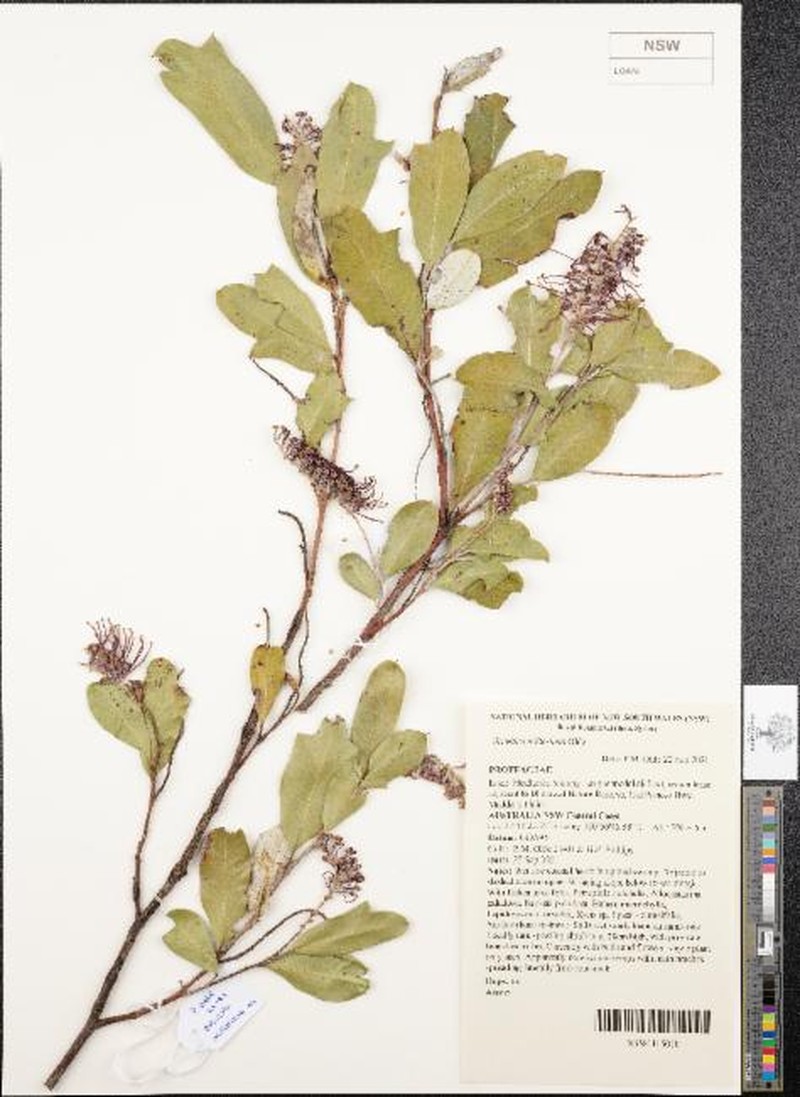 Grevillea milleriana photo 2
