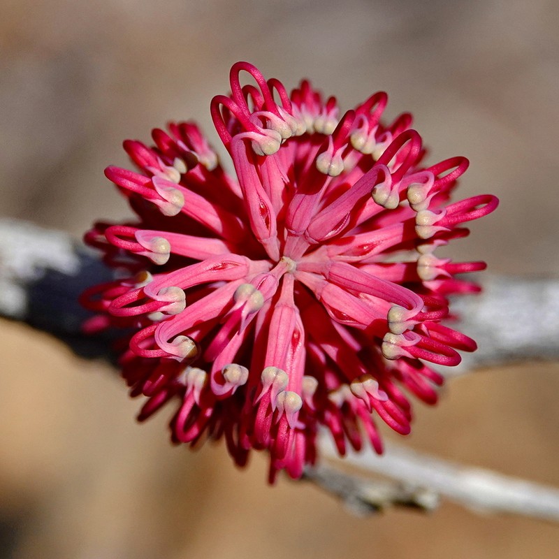 Grevillea mondorensis