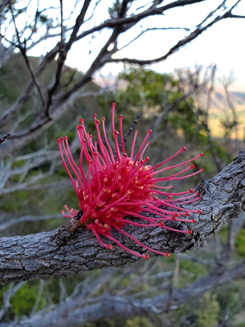 Grevillea mondorensis photo 2
