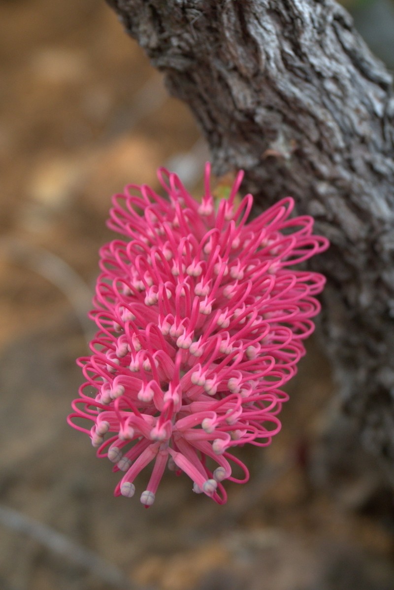 Grevillea mondorensis photo 3
