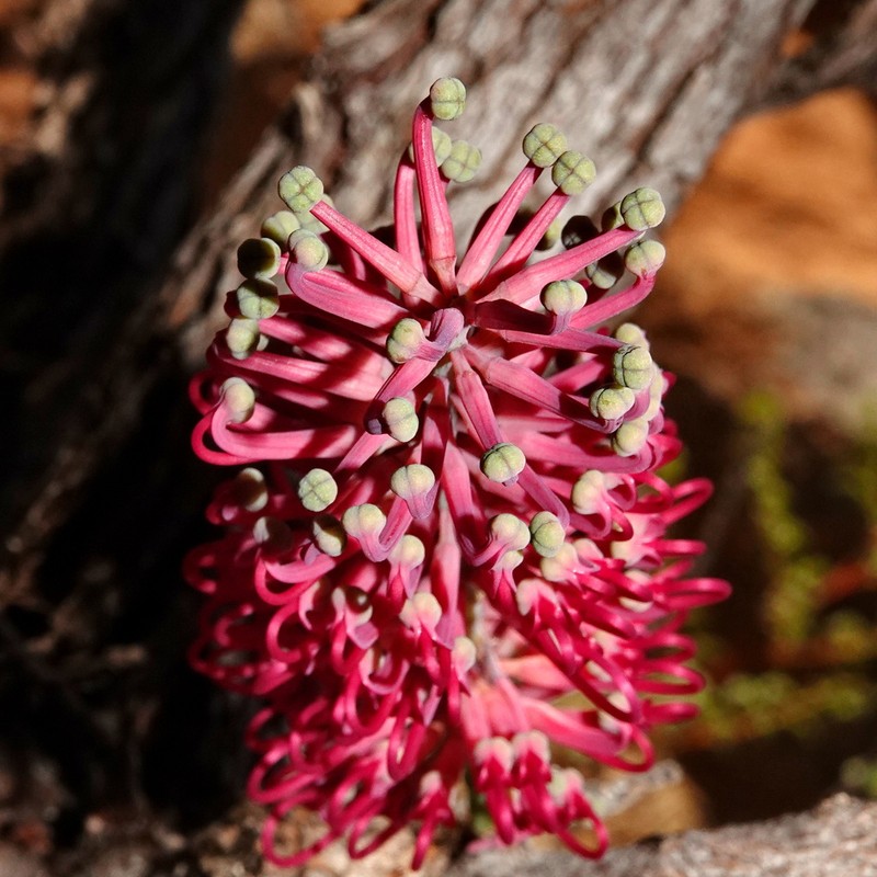 Grevillea mondorensis photo 4