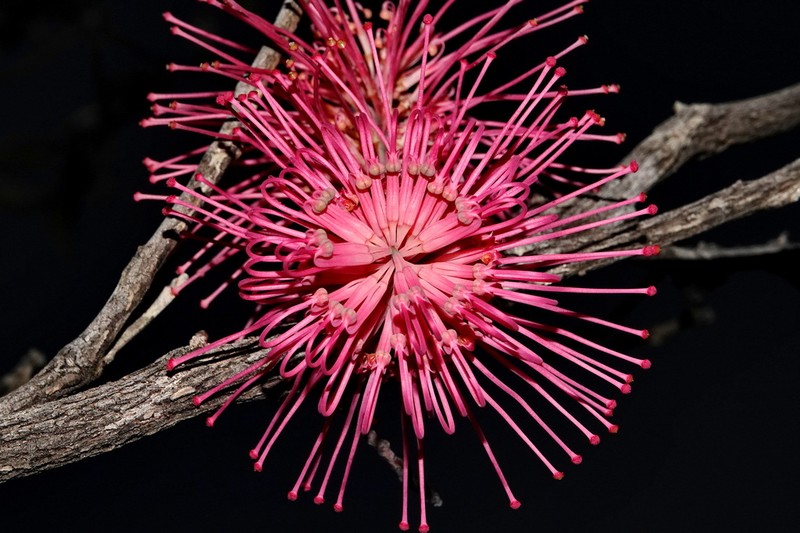 Grevillea mondorensis photo 5