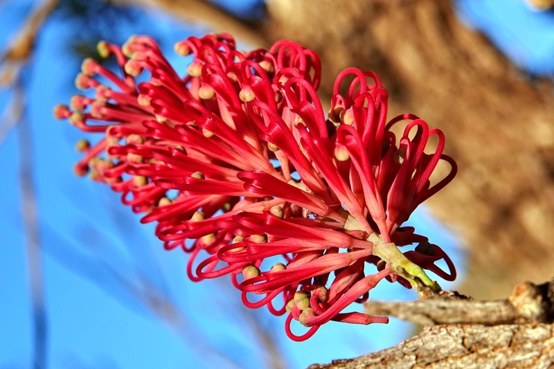 Grevillea mondorensis photo 7