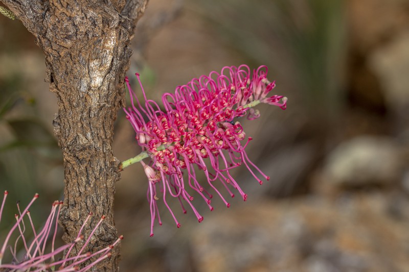 Grevillea mondorensis photo 8