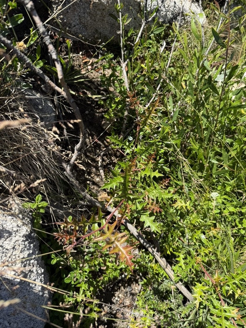 Grevillea montis-cole subsp. montis-cole