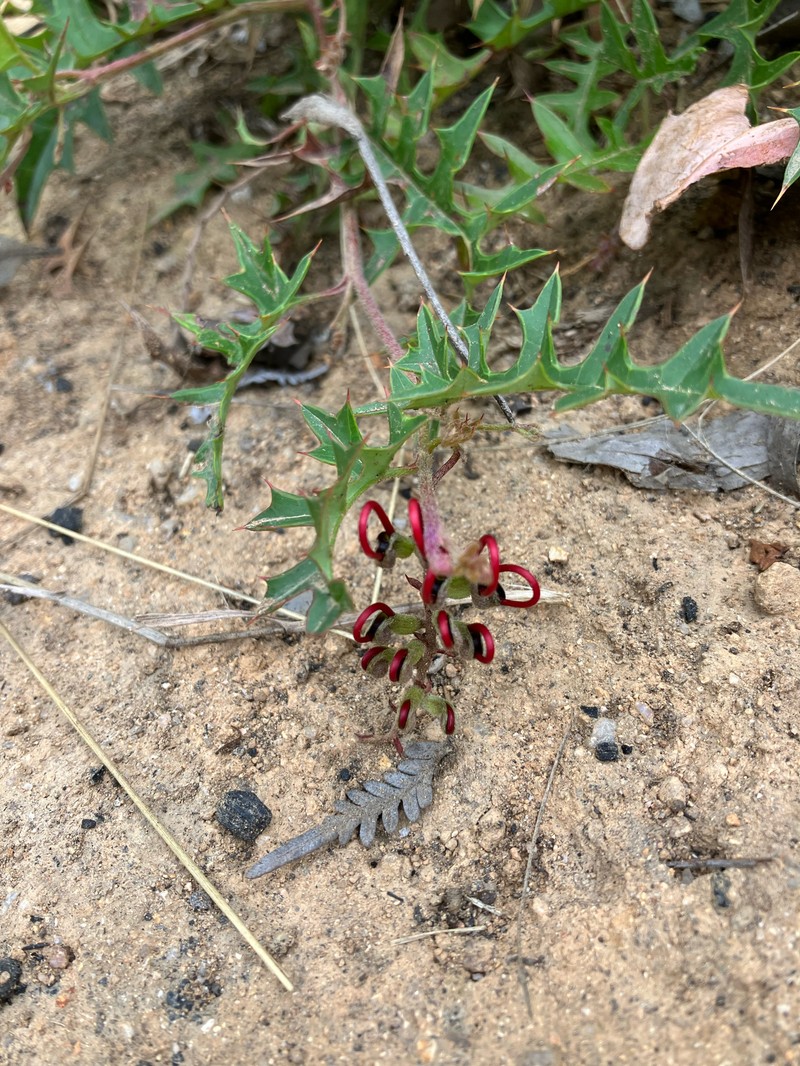 Grevillea montis-cole subsp. montis-cole photo 2