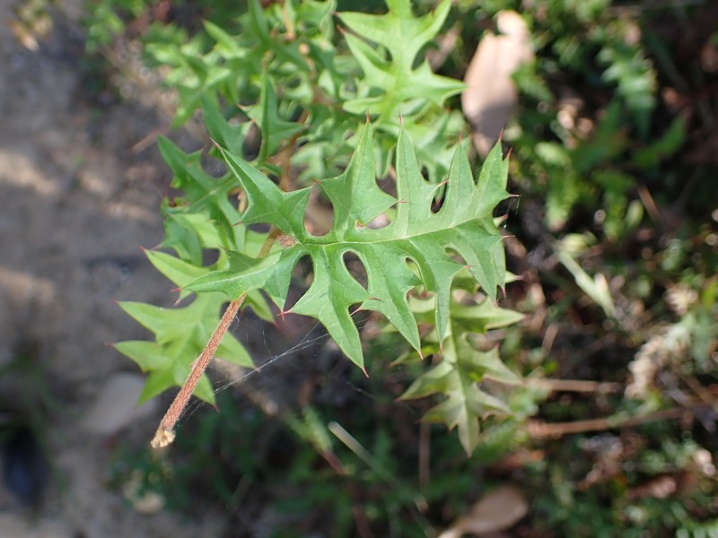 Grevillea montis-cole subsp. montis-cole photo 3