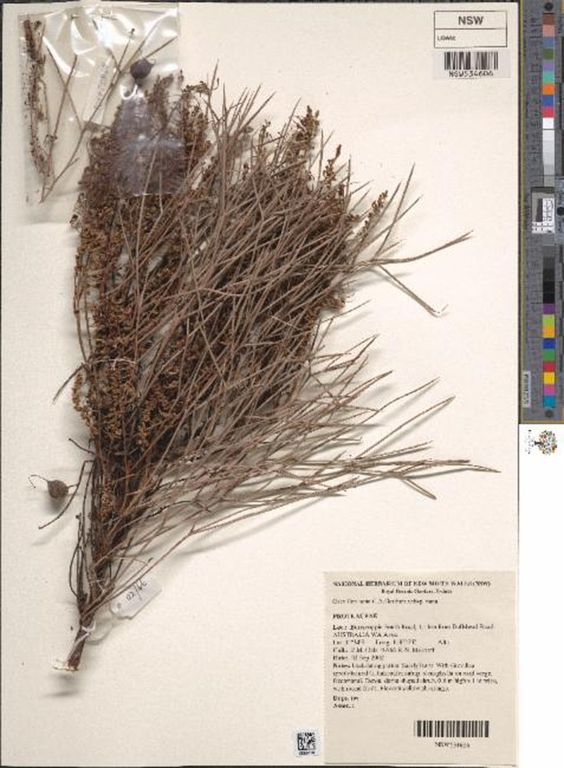 Grevillea nana subsp. nana