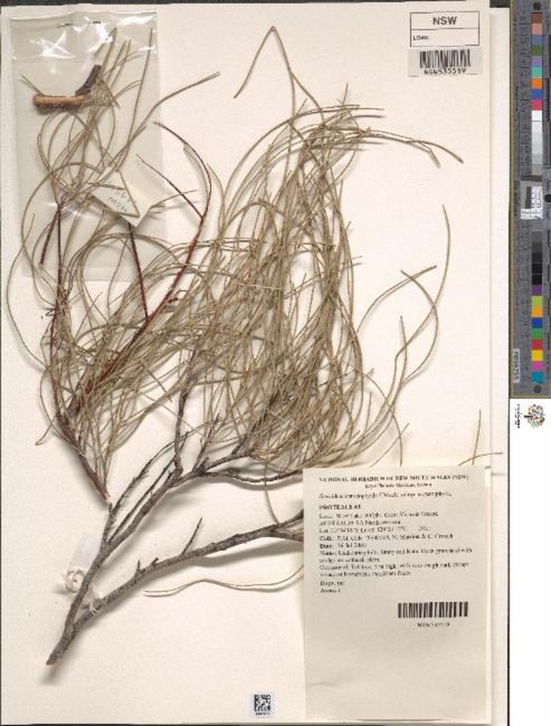 Grevillea nematophylla subsp. nematophylla