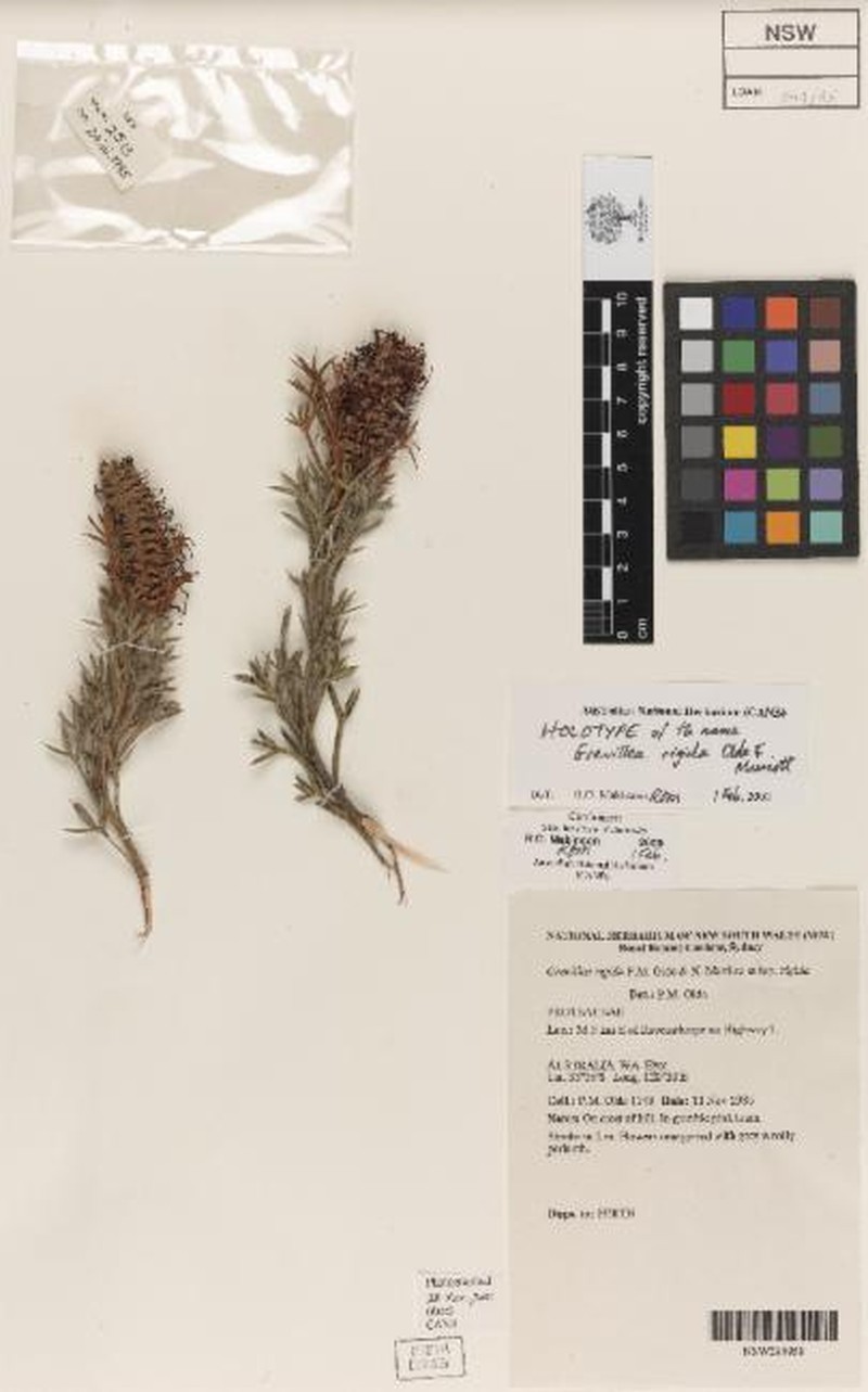 Grevillea neorigida subsp. neorigida